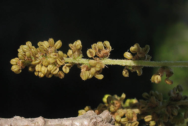 Detailed Picture 3 of Quercus douglasii