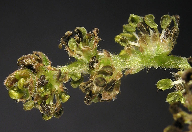 Detailed Picture 2 of Quercus douglasii