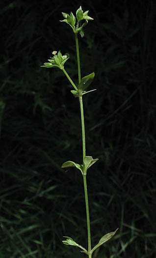 Detailed Picture 3 of Stellaria pallida