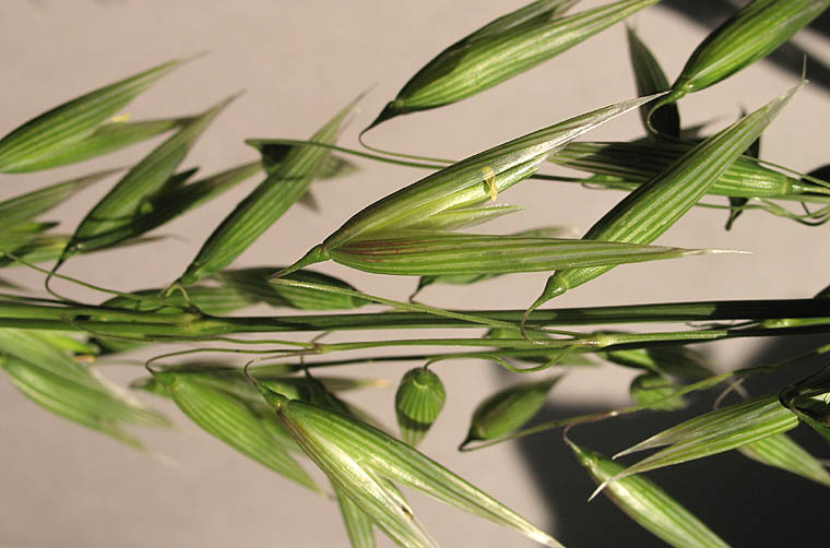 Detailed Picture 3 of Avena sativa