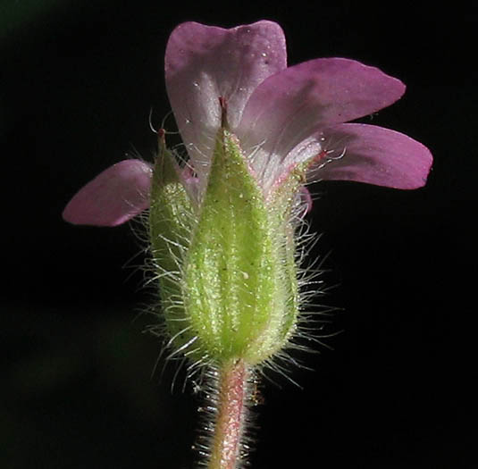 Detailed Picture 2 of Geranium rotundifolium