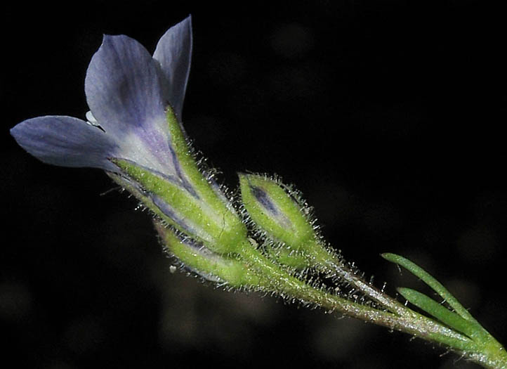 Detailed Picture 2 of Gilia angelensis
