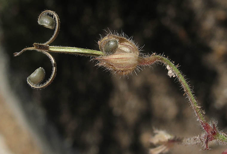 Detailed Picture 9 of Geranium rotundifolium