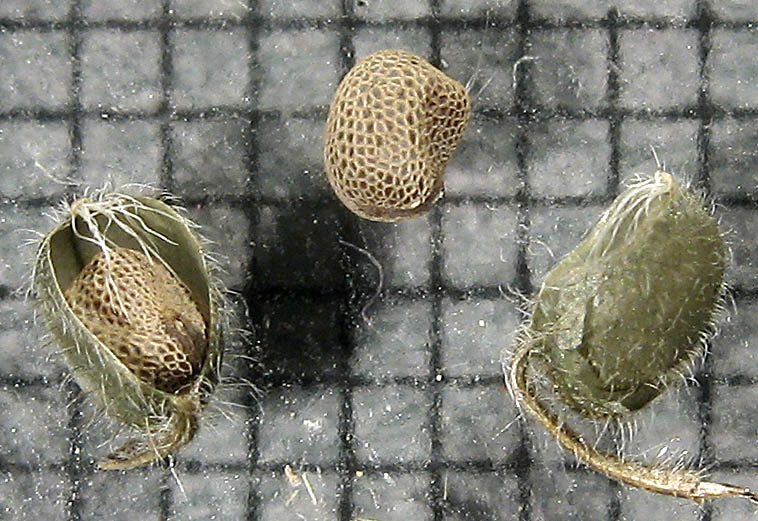 Detailed Picture 10 of Geranium rotundifolium