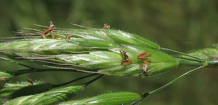 Detailed Picture 2 of Bromus hordeaceus