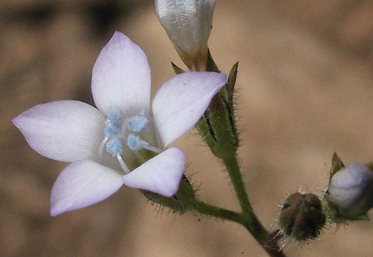 Detailed Picture 1 of Gilia angelensis