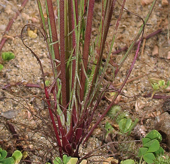 Detailed Picture 4 of Uropappus lindleyi