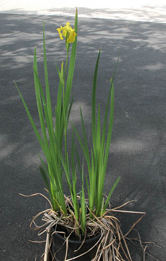 Detailed Picture 5 of Iris pseudacorus