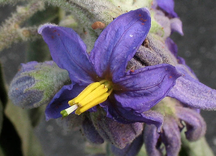 Detailed Picture 1 of Solanum lanceolatum