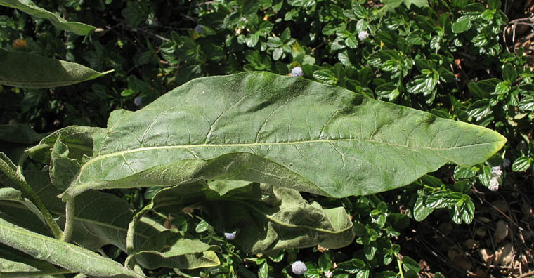 Detailed Picture 5 of Solanum lanceolatum
