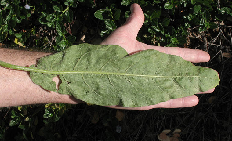 Detailed Picture 6 of Solanum lanceolatum