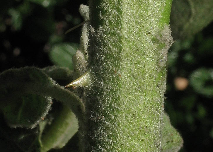 Detailed Picture 7 of Solanum lanceolatum