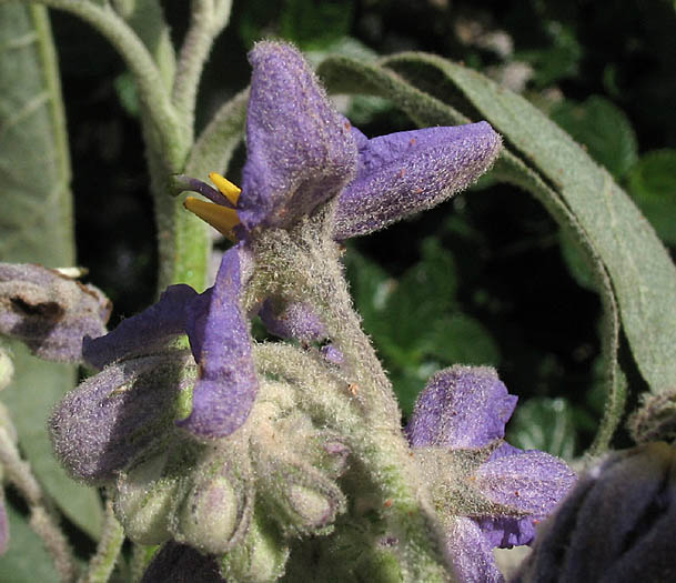 Detailed Picture 3 of Solanum lanceolatum