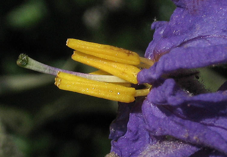 Detailed Picture 2 of Solanum lanceolatum