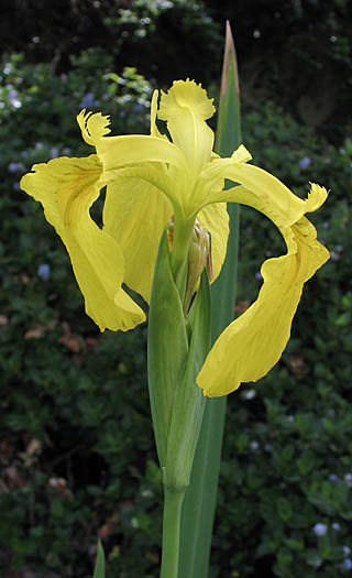 Detailed Picture 3 of Iris pseudacorus