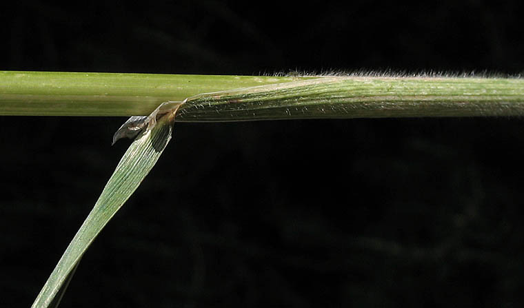 Detailed Picture 4 of Bromus catharticus var. catharticus