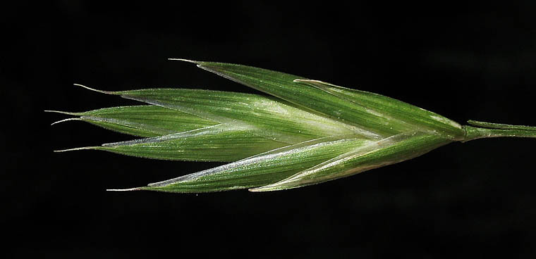 Detailed Picture 1 of Bromus catharticus var. catharticus