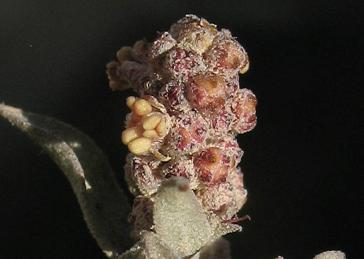 Detailed Picture 1 of Atriplex coulteri