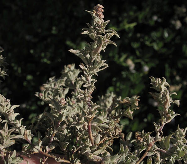 Detailed Picture 4 of Atriplex coulteri