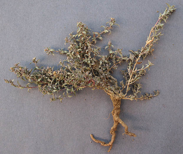 Detailed Picture 5 of Atriplex coulteri