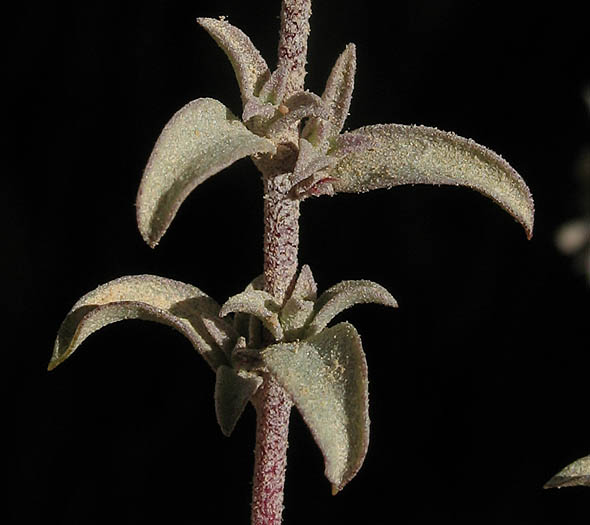 Detailed Picture 3 of Atriplex coulteri