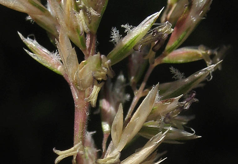 Detailed Picture 1 of Koeleria macrantha