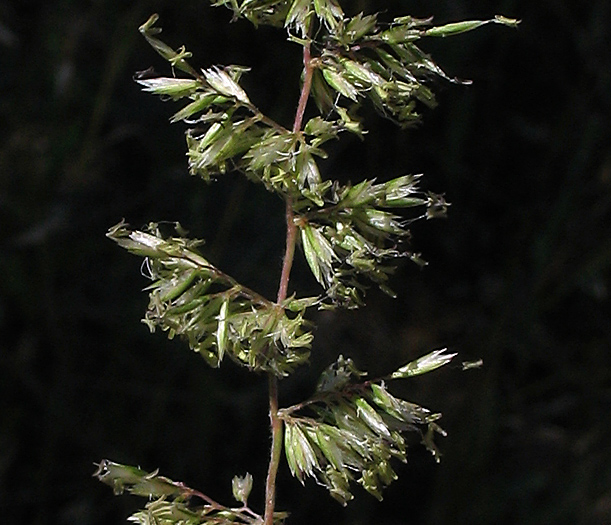 Detailed Picture 3 of Koeleria macrantha