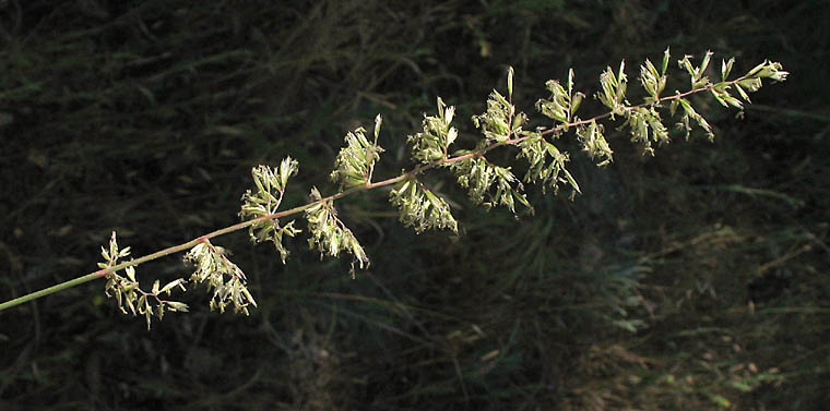 Detailed Picture 4 of Koeleria macrantha