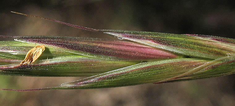 Detailed Picture 2 of Bromus sitchensis var. carinatus