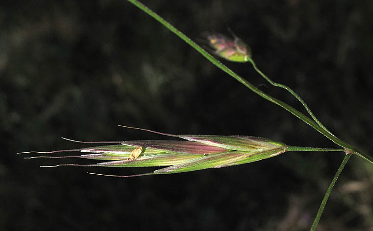 Detailed Picture 1 of Bromus sitchensis var. carinatus