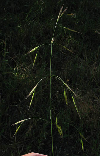 Detailed Picture 3 of Bromus sitchensis var. carinatus