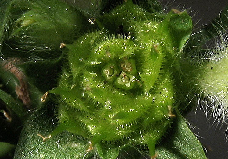 Detailed Picture 1 of Soliva sessilis