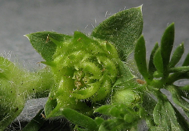 Detailed Picture 2 of Soliva sessilis