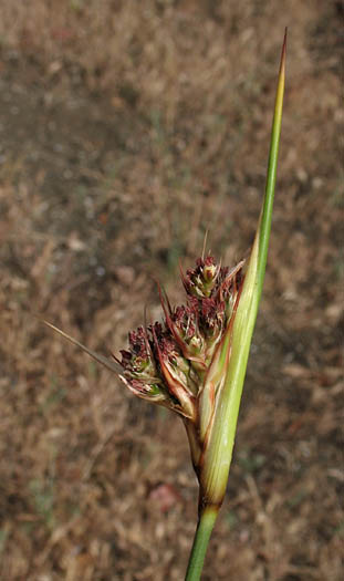 Detailed Picture 3 of Juncus acutus ssp. leopoldii