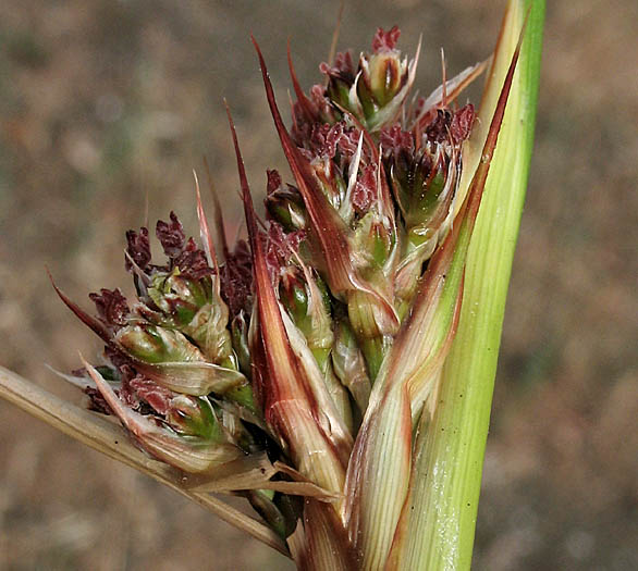 Detailed Picture 2 of Juncus acutus ssp. leopoldii
