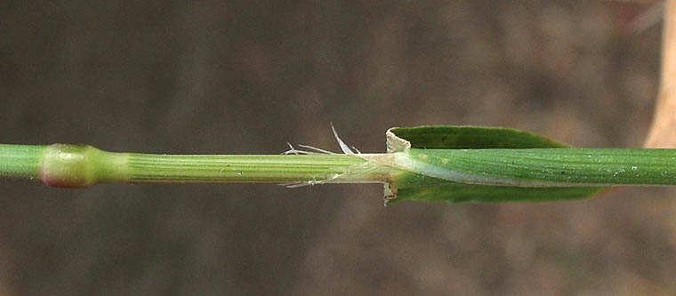Detailed Picture 6 of Polypogon interruptus