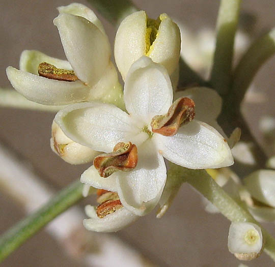 Detailed Picture 2 of Olea europaea