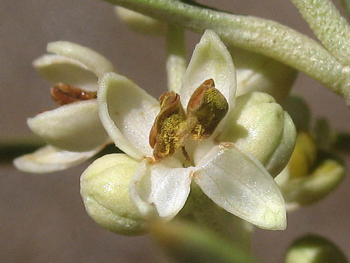 Detailed Picture 3 of Olea europaea