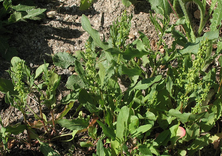 Detailed Picture 4 of Rumex persicarioides