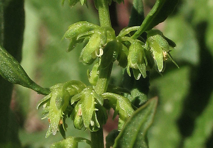 Detailed Picture 2 of Rumex persicarioides