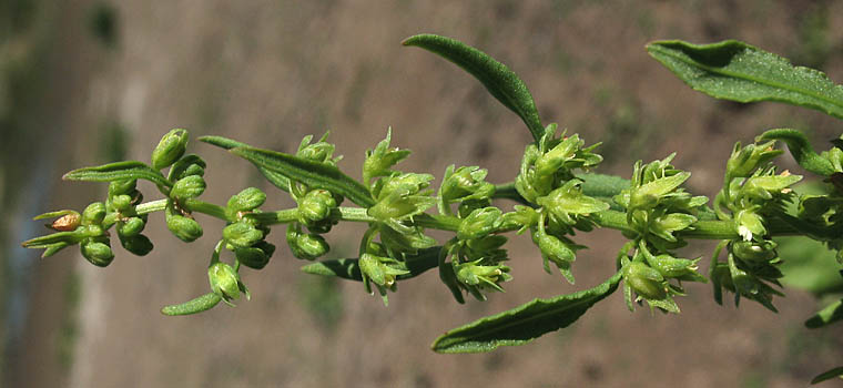 Detailed Picture 3 of Rumex persicarioides