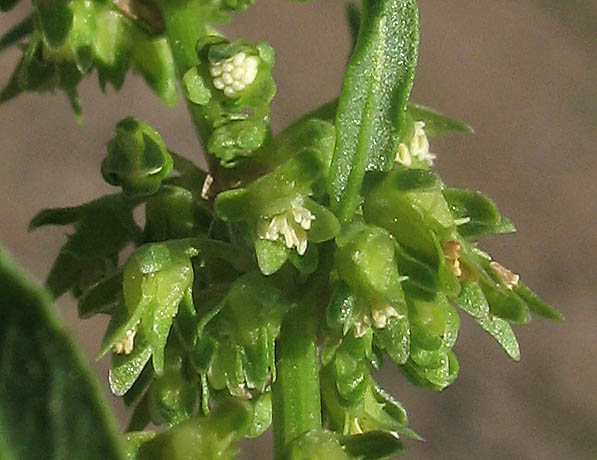 Detailed Picture 1 of Rumex persicarioides
