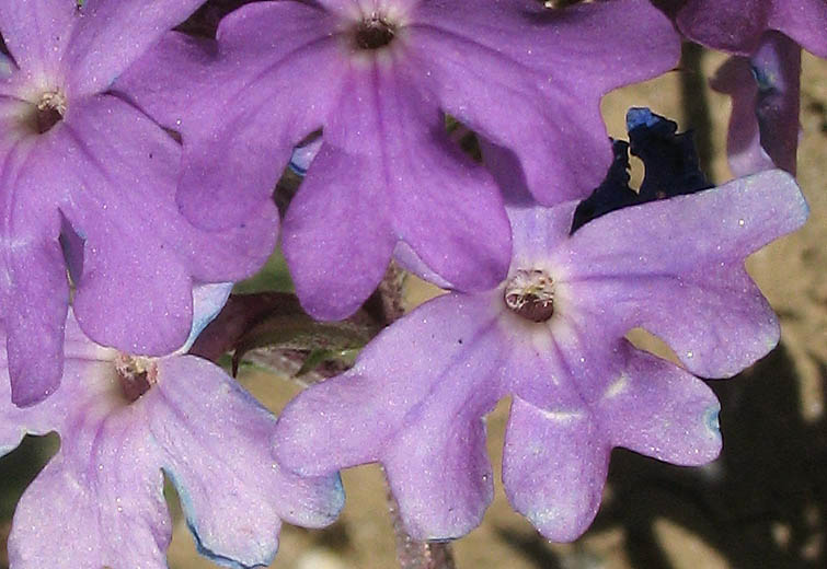 Detailed Picture 1 of Verbena pulchella