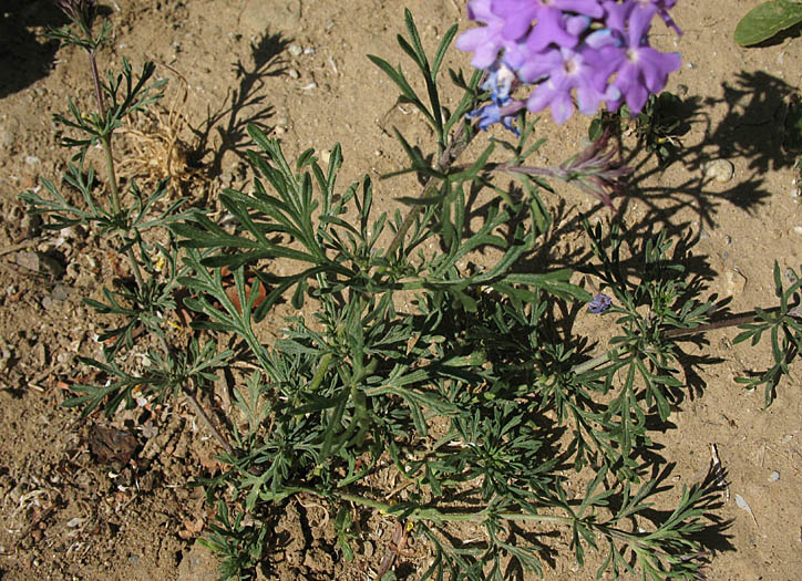 Detailed Picture 5 of Verbena pulchella