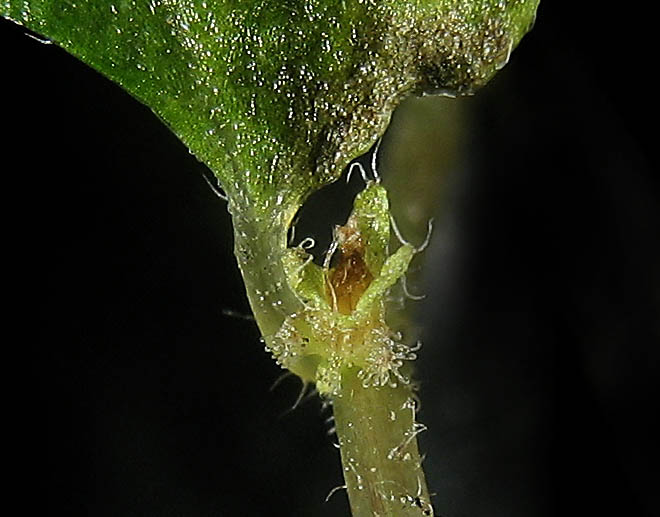 Detailed Picture 7 of Soleirolia soleirolii