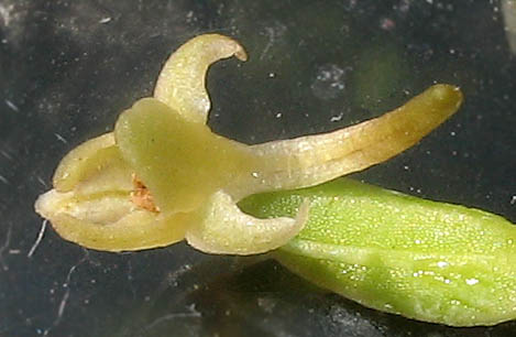 Detailed Picture 2 of Piperia cooperi