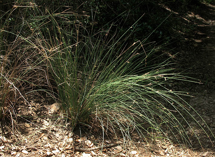 Detailed Picture 5 of Juncus patens
