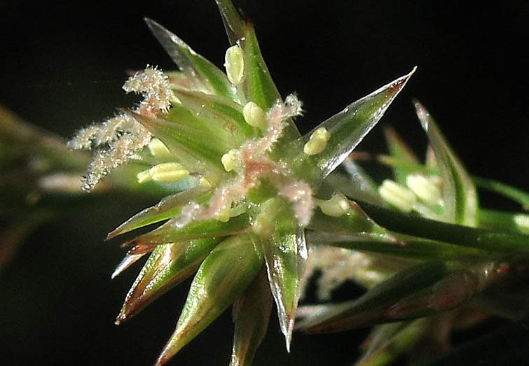 Detailed Picture 1 of Juncus patens