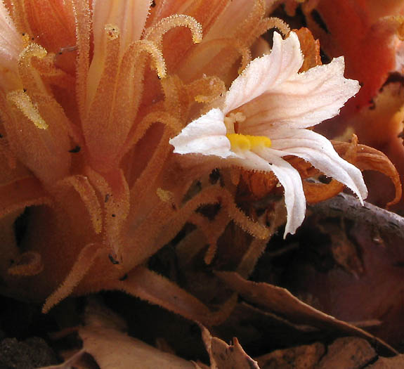 Detailed Picture 1 of Aphyllon vallicolum