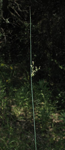Detailed Picture 4 of Juncus patens